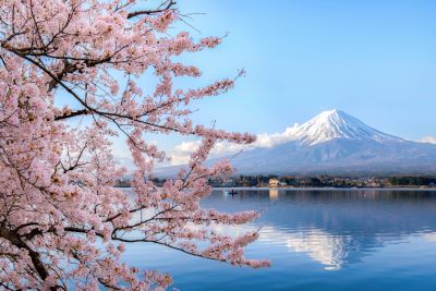 An image of a snow capped volcano behind a lake with cherry blossom blooms in the foreground.