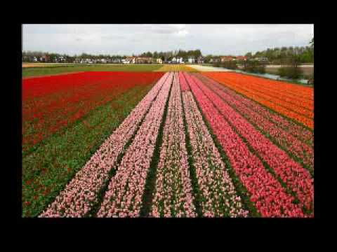 Picture of rows of flowers in a field 