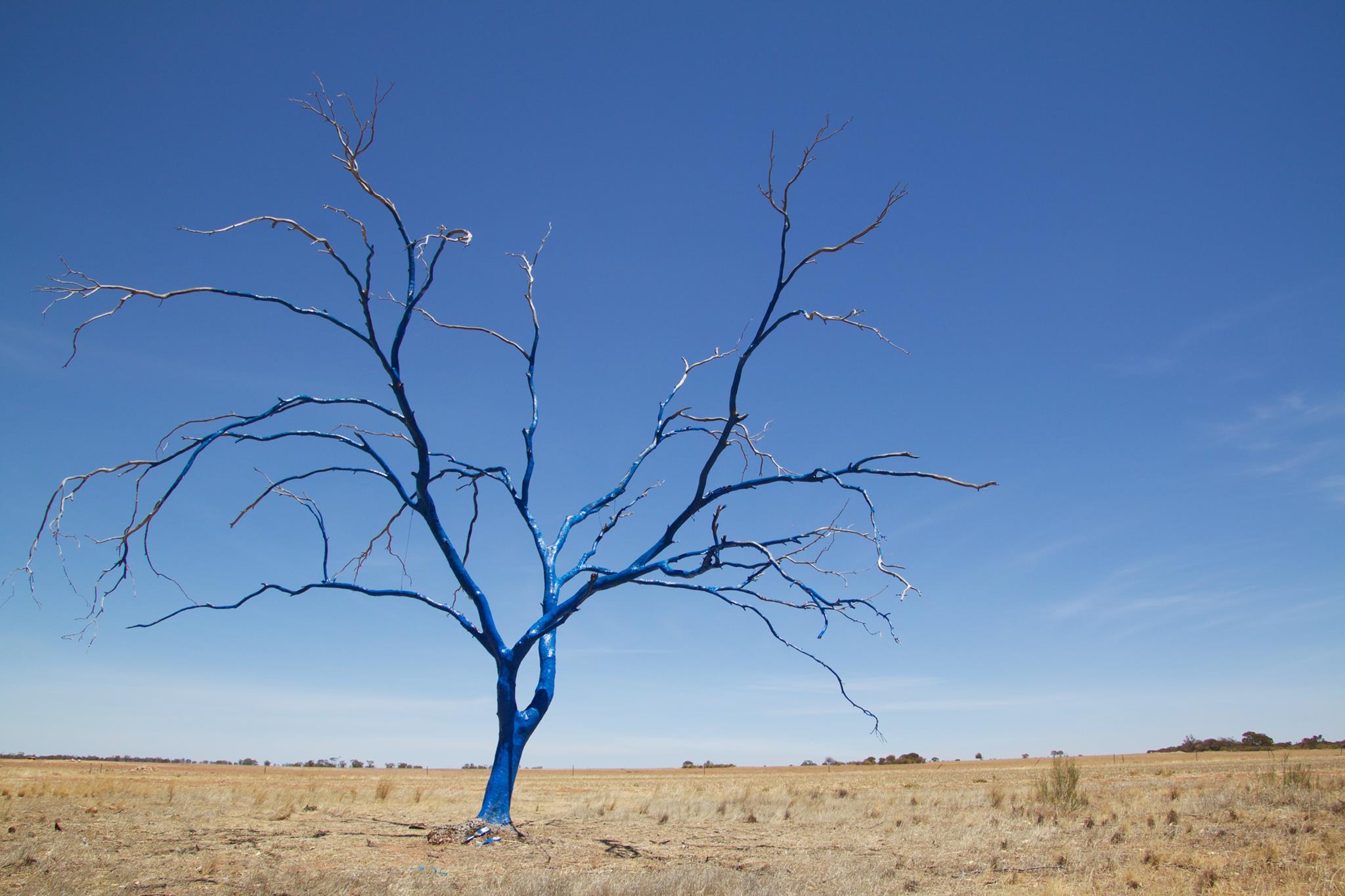 Image of a dead tree painted blue standing in barren dry paddock.